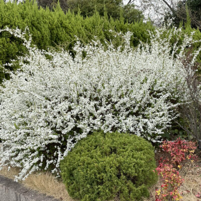 大田区 大森 蒲田 横浜 池上 脳外科 せいき はつねつ　発熱 熱 頭痛 片頭痛 清木クリニック.jpg